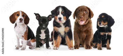 Group of adorable puppies on white background. Banner design © New Africa