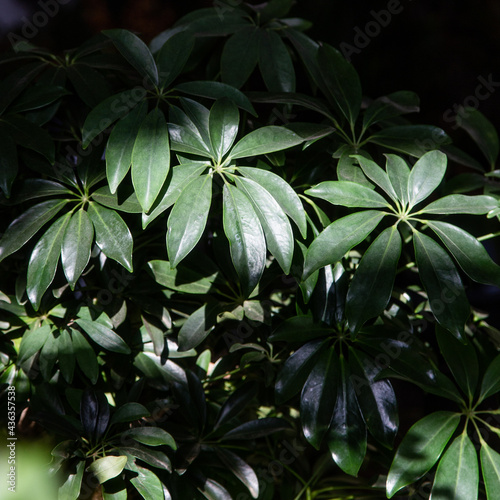 Philodendron leaves in the sun in the garden