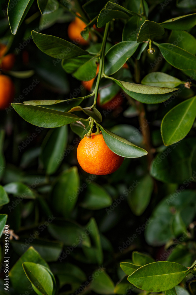 Tangerine tree with fruits in the garden Tangerine tree with fruits in the garden