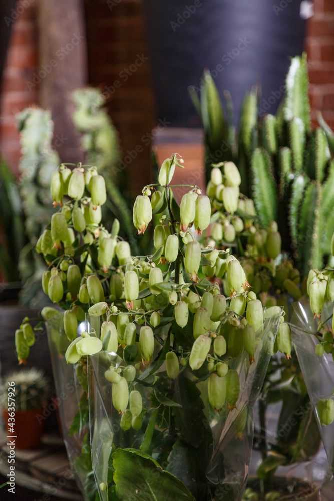Kalanchoe Hybrid Magic Bells plants Stock Photo Adobe Stock