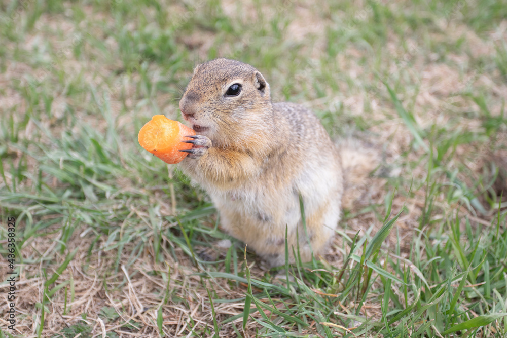 Groundhogs eating while standing and looking Groundhogs eating while standing and looking