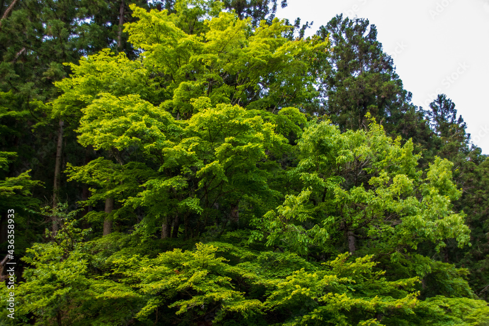 trees in the forest