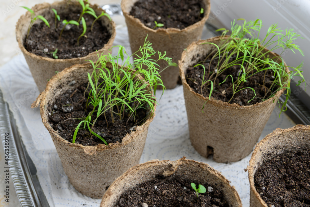 Young green dill sprouts. Indoor gardening lifestyle. Young green dill sprouts. Indoor gardening lifestyle.