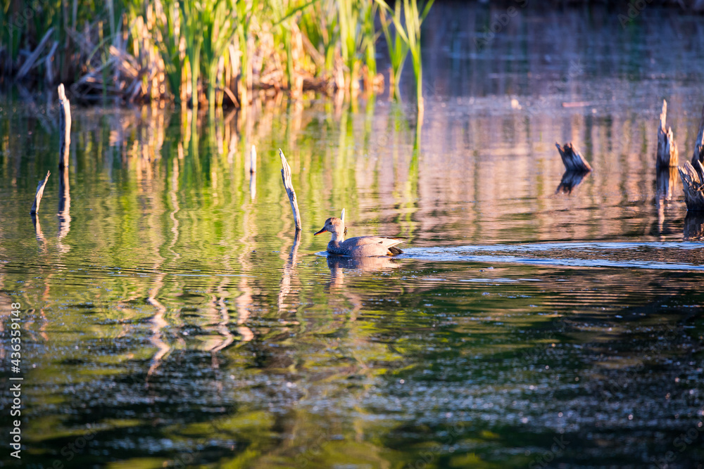 Male gadwall floating in Leon-Provancher Marsh during a golden hour morning, Neuville, Quebec, Canada Male gadwall floating in Leon-Provancher Marsh during a golden hour morning, Neuville, Quebec, Canada