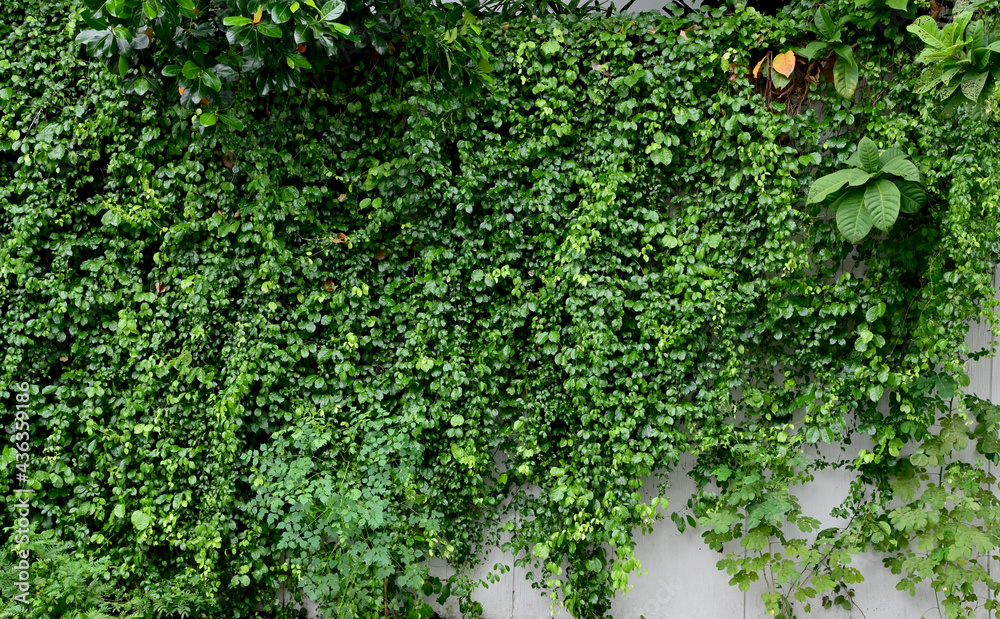 Close up green climber plant on wall natural with natural background at Thailand.