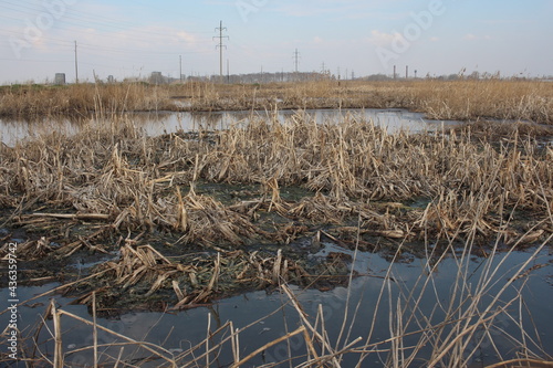 swampy pond with dry grass in the lake for hunting in nature