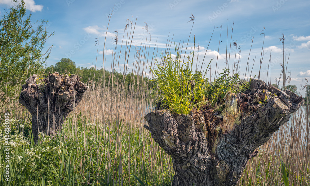 Closeup of the top of pruned old pollard willow trees among the reeds. The photo was taken in a Dutch nature reserve on a sunny day in the spring season.