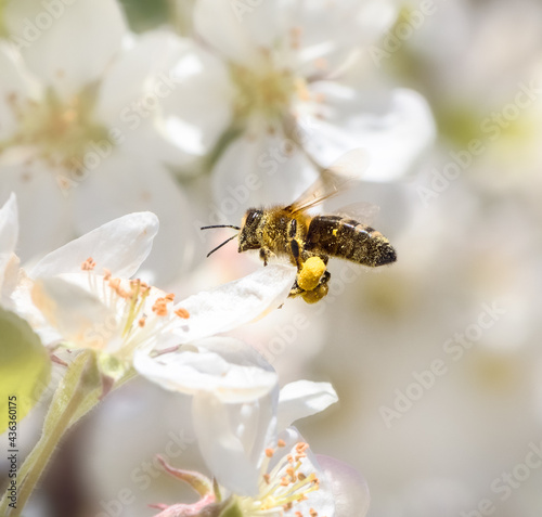 Bee flying to white apple blossoms.