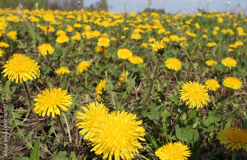 bright yellow dandelion flowers bloomed in spring in a clearing