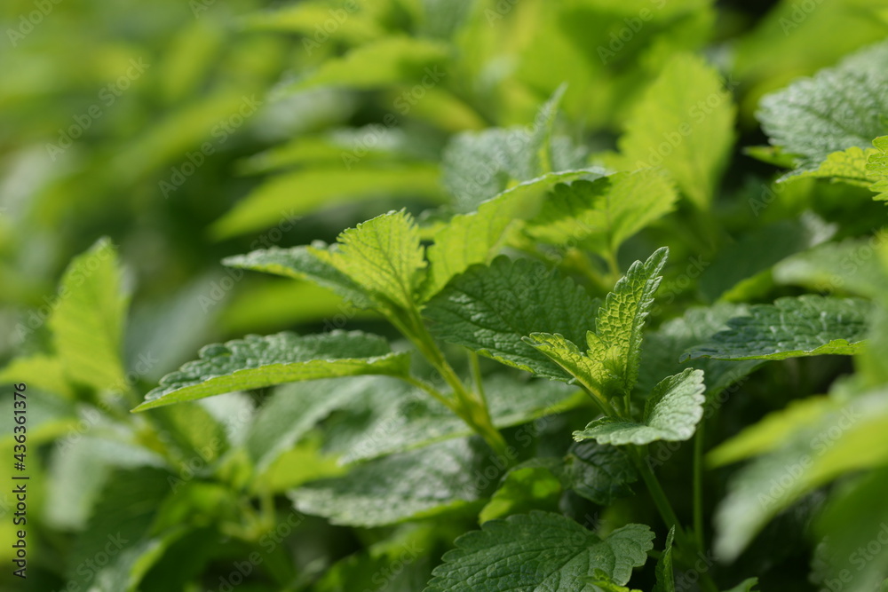Lemon balm spring leaves closeup. Lemon balm spring leaves closeup.