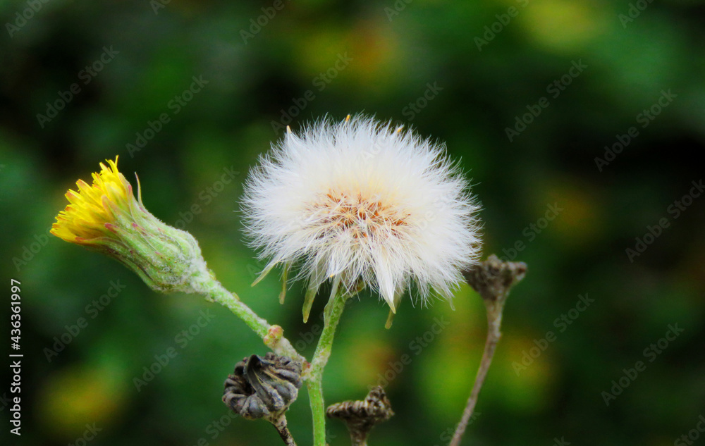 The Taraxacum plant is commonly known as dandelions. The Taraxacum plant is commonly known as dandelions.