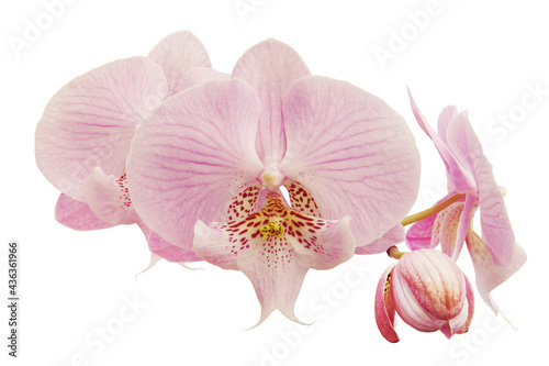 Blooming Pink Phalaenopsis Orchid Flowers Isolated on White Back
