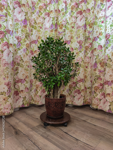 Small home tree in a pot against the background of curtains