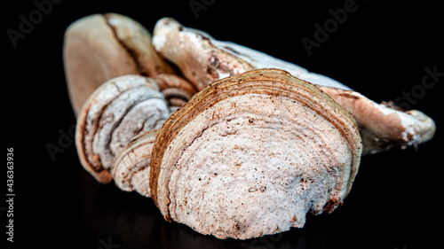 Wood mushroom texture. A type of medicinal mushrooms. Boletus fomentarius