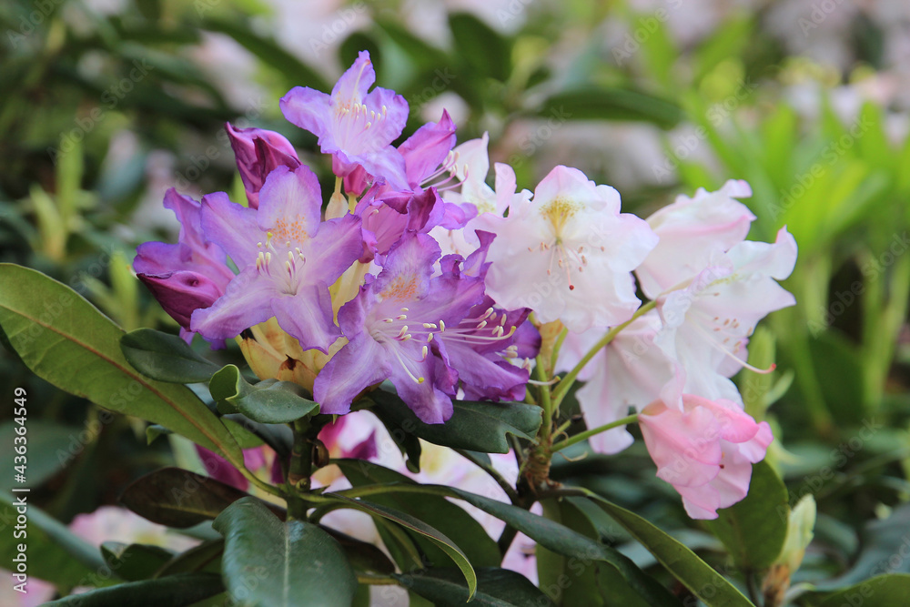 Fototapeta premium spring riot of rhododendron in the botanical garden