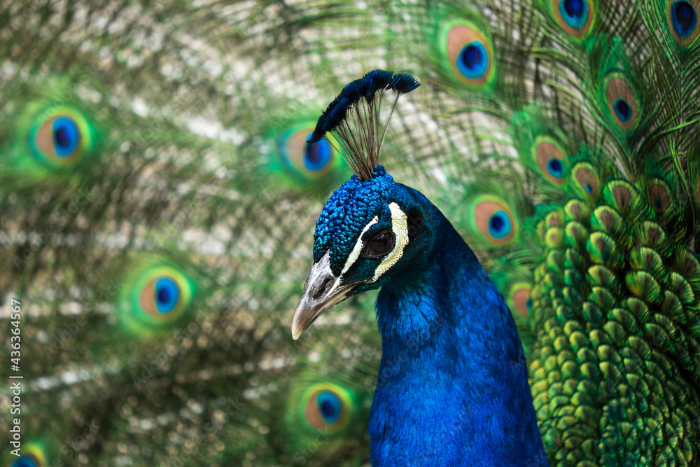 Obraz premium peacock protrait with selective focus on the head and soft focus tail feathers in the background horizontal