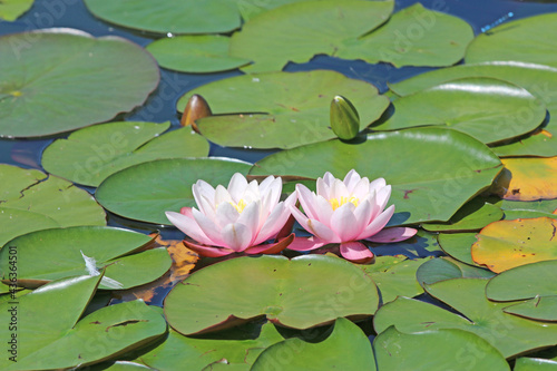 Pink water lily in a lake 