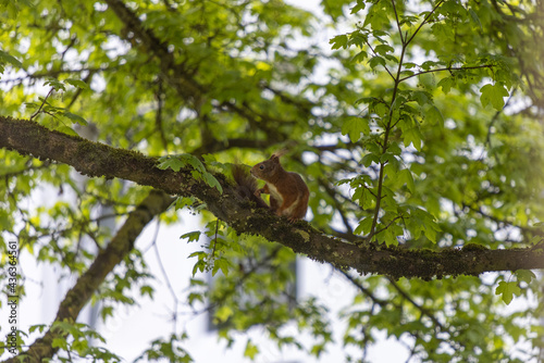 squirrel on tree