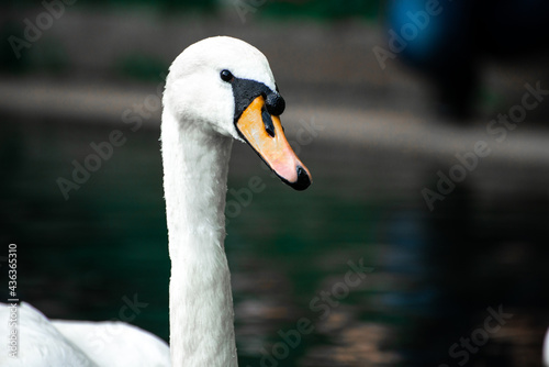 Fototapeta Naklejka Na Ścianę i Meble -  swan on lake
