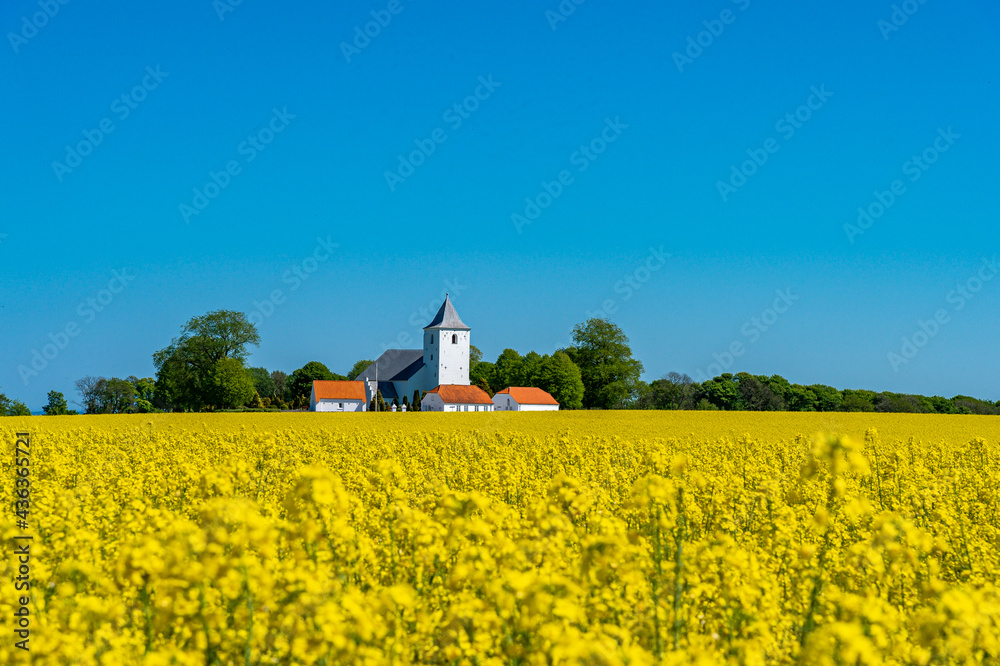 Yellow rapeseed field, in hilly landscape, and church in the baggrund