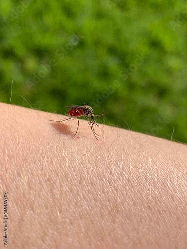 The mosquito sits on the human body and drinks blood. Mosquito bite.