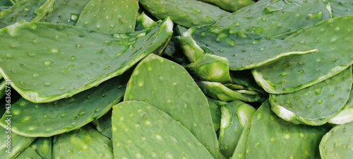 Photos Green cactus