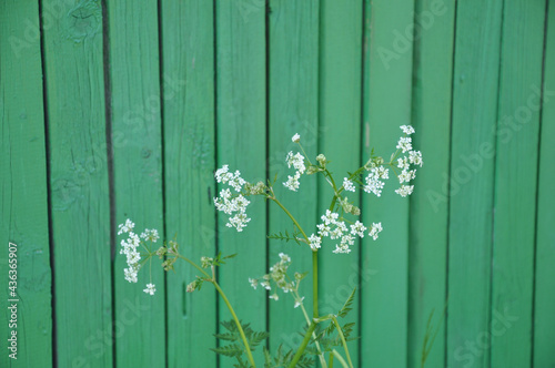 wild carrots bloom by the fence in the village