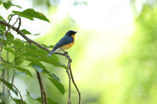 bird on a branch