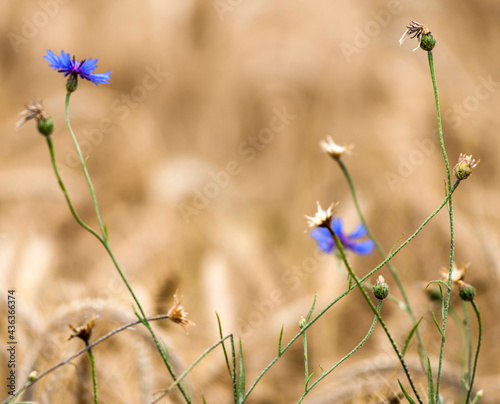 Bleuets dans les blés à Augisey, Hura, France