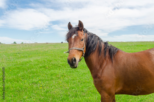 Horse on a green field in the countryside © romankrykh