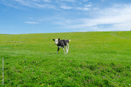 Calf on a background of green grass on a pasture field © romankrykh