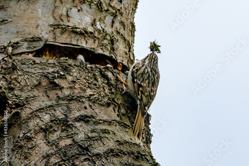 A short toed Treecreeper on a tree photo