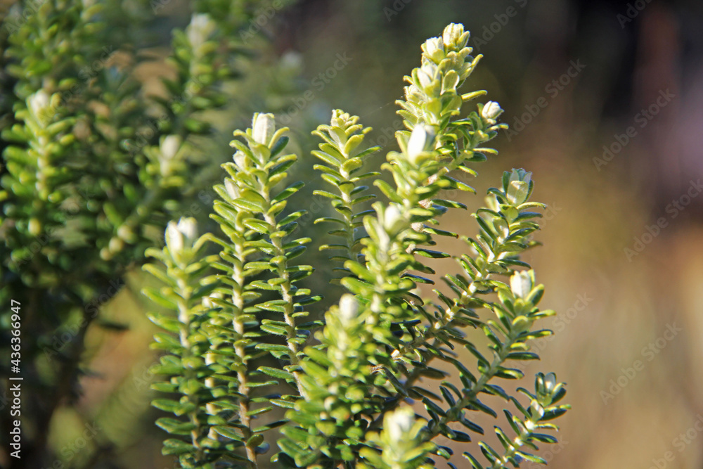 fern leaves
