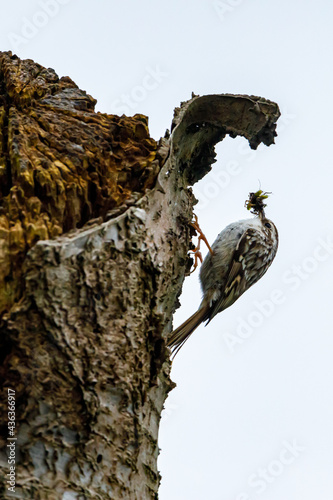 A short toed Treecreeper on a tree photo