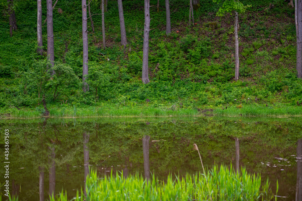 forest with a lake, the clear water of which perfectly reflects the tree trunks. forest with a lake, the clear water of which perfectly reflects the tree trunks.