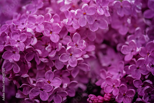 Fresh flowers lilac in a park