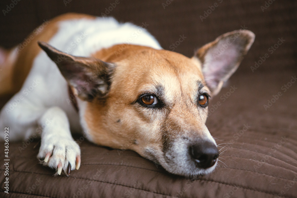 Cute red and white dog lying in the sofa, close up portrait. Cute red and white dog lying in the sofa, close up portrait.