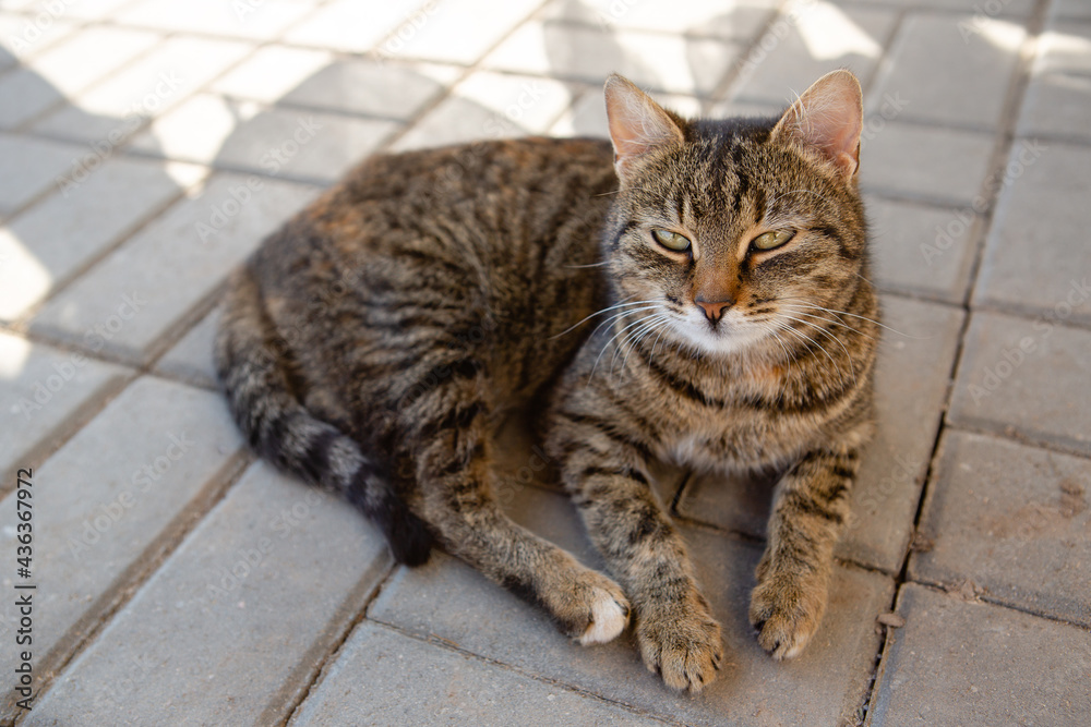 Obraz premium Portrait of a tabby cat lying on the paving slab