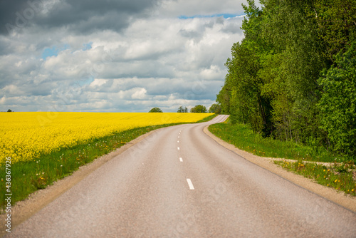 Asphalt road next to the yellow rapeseed field and forest with green tree leaves.