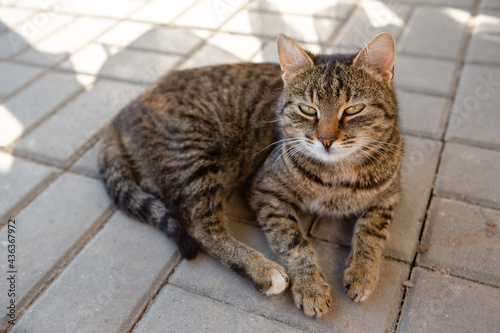 Fototapeta Naklejka Na Ścianę i Meble -  Portrait of a tabby cat lying on the paving slab