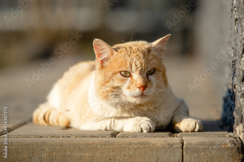 Portrait of a yellow street cat with white spots lying down on sidewalk.