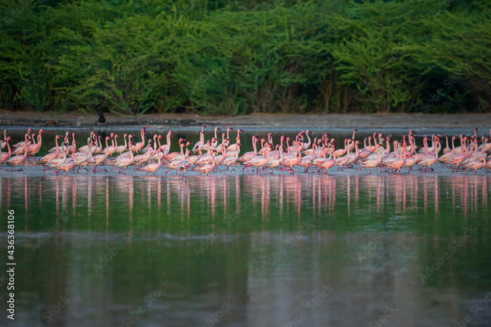 Naklejka premium flamingos in the lake