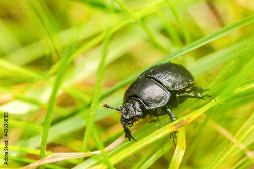 close up of a Anoplotrupes stercorosus, forest dung beetle © Annabell Gsödl