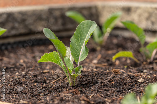 A young cabbage seeding plantlet in a raised vegetable patch photo