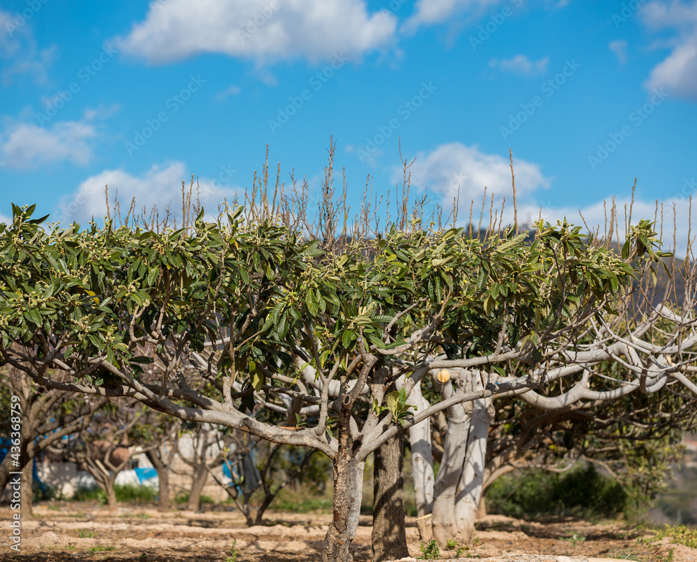 Fotografija Loquat tree