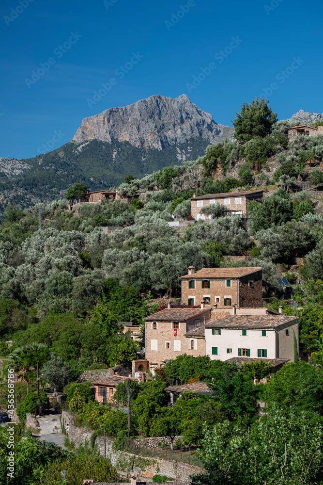 olive grove and Puig Major in the background, Soller valley, Mallorca, Balearic Islands, Spain