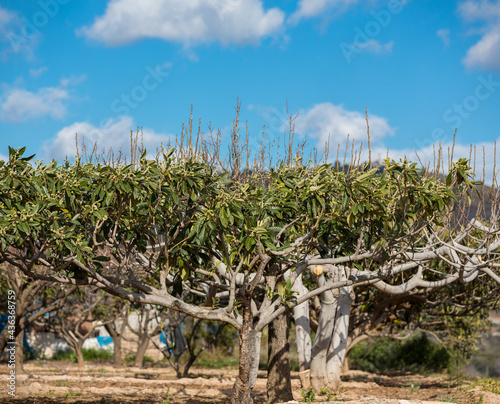 Fotografija Loquat tree
