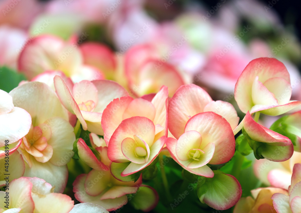 Beautiful pink flowers Begonia (Latin - Begonia) Beautiful pink flowers Begonia (Latin - Begonia)