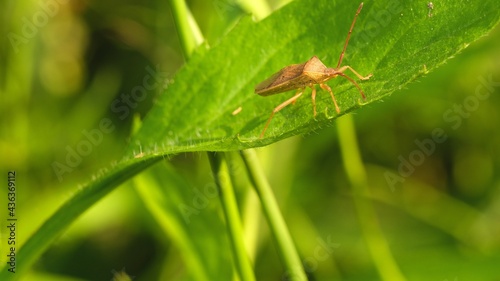 Japanese Stink Bug on The Leaves
