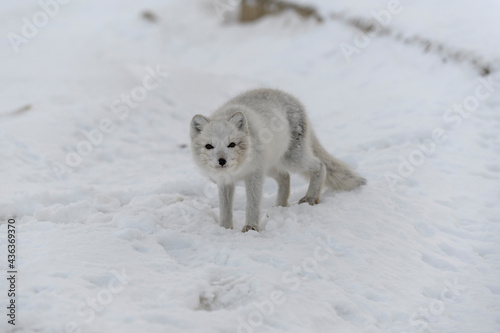 Young arctic fox in winter tundra. Grey arctic fox puppy.